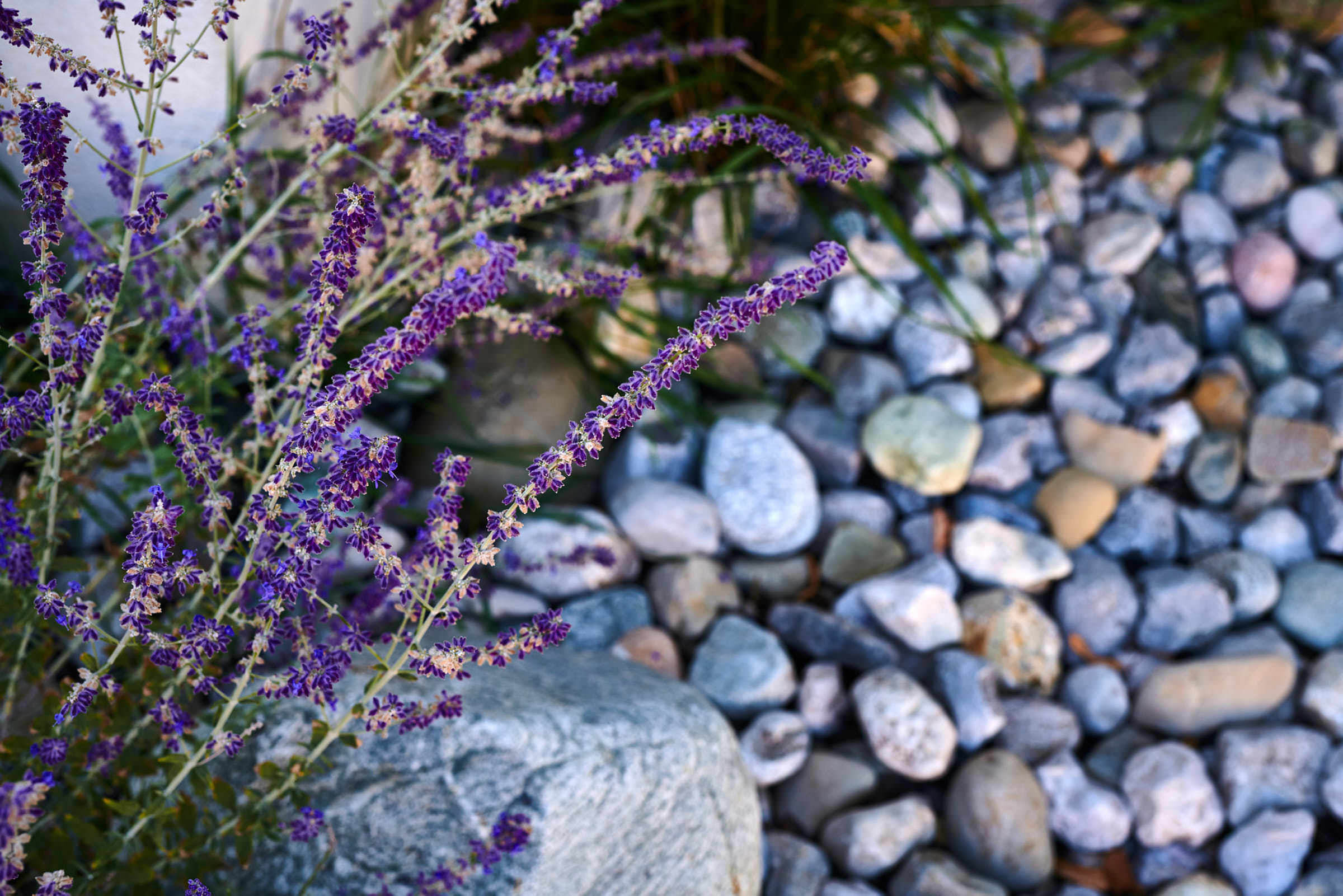 lavendel-und-steine-in-garten-einer-exklusiven-wohnanlage